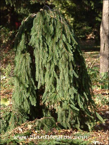 The Weeping form of Norway Spruce (Picea abies)
This was the first  Weeping Norway Spruce I used in a landscape design.